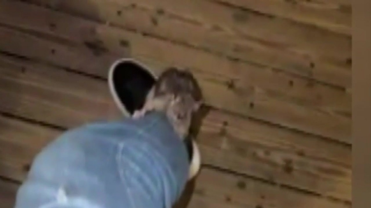 视频显示老鼠爬上波士顿男子的腿