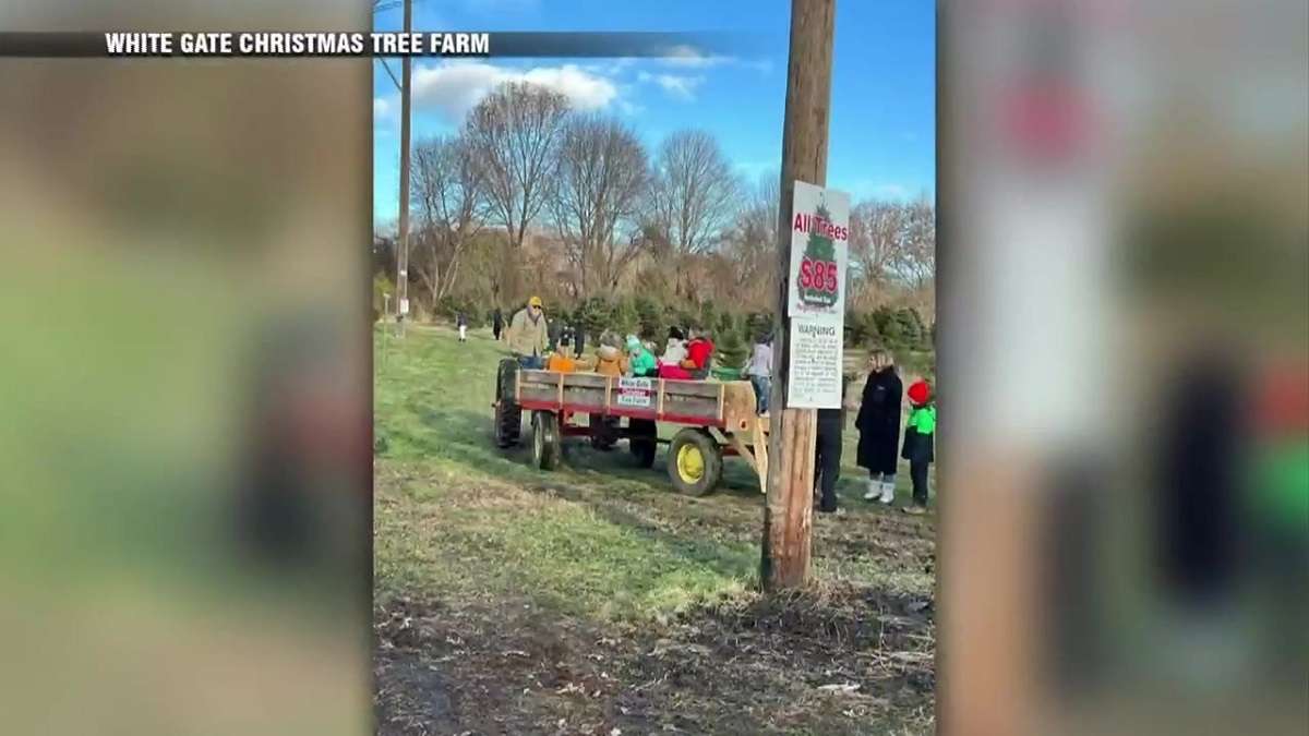 Increase in demand causes some Massachusetts Christmas tree farms to sell out weeks before Christmas - Boston News, Weather, Sports - Vimarsana News