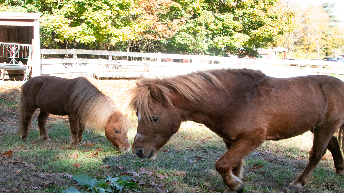 动物救援联盟正在寻找“调皮”兄弟小种马的新家