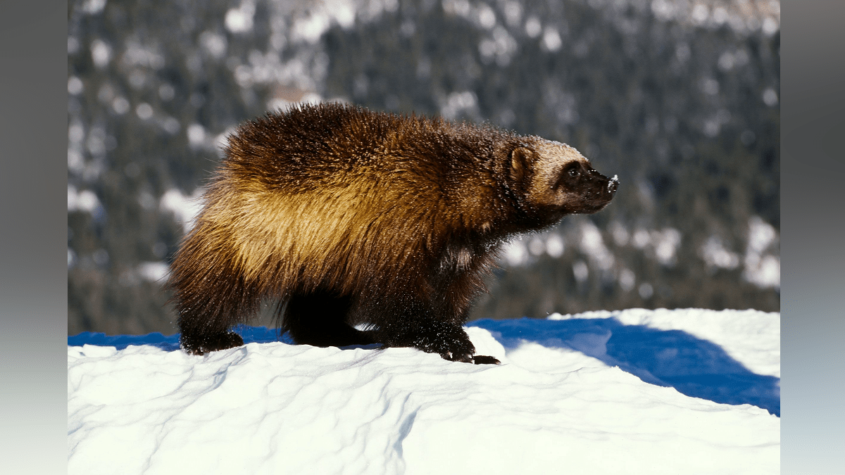 Wolverines receive protection under Endangered Species Act as climate