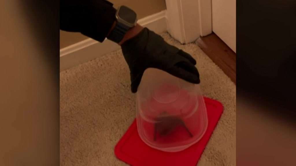 WATCH: Wrentham police officer captures bat in local home - Boston News, Weather, Sports - Vimarsana News