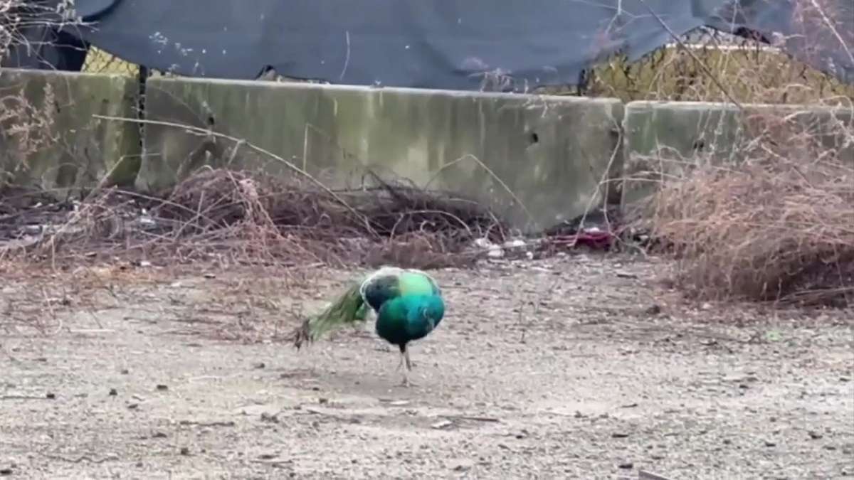 WATCH: Peacock roams loose near Route 1 in Peabody, later returns home - Boston News, Weather, Sports - Vimarsana News