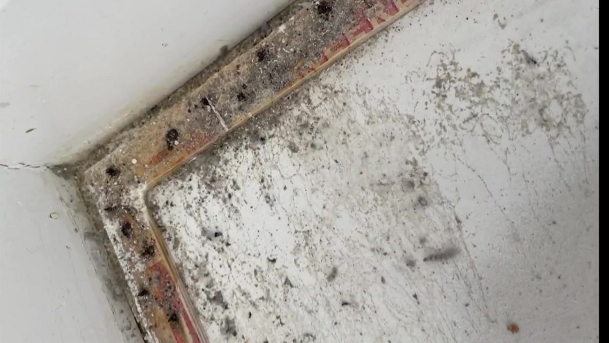 7 Investigates: Dangerous mold spreading through luxury apartments in  Quincy - Boston News, Weather, Sports