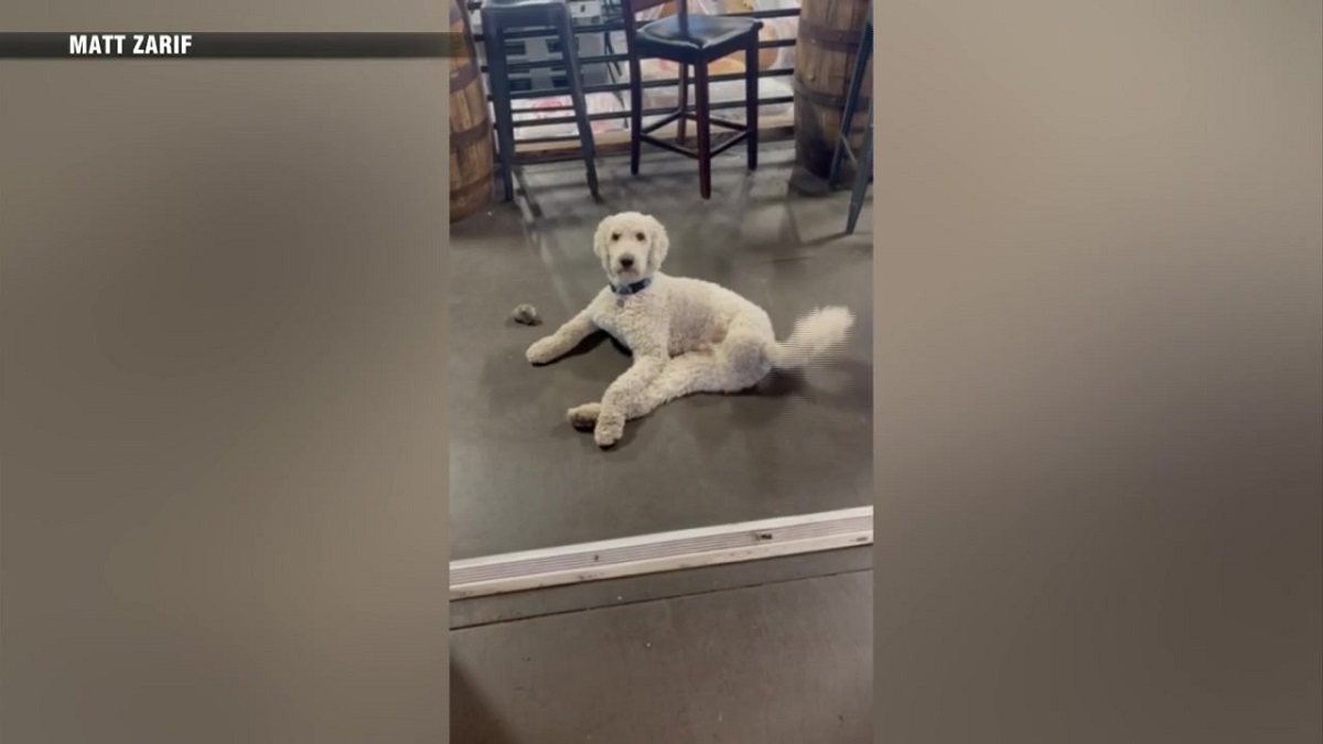 Threelegged dog in East Brookfield gets new lease on life thanks to