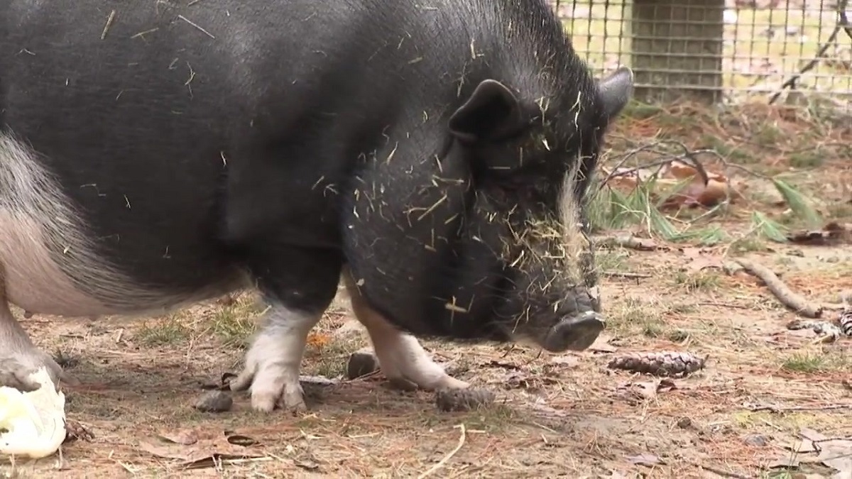 波特贝利猪在波士顿动物救援联盟的几个月进展后准备被领养了