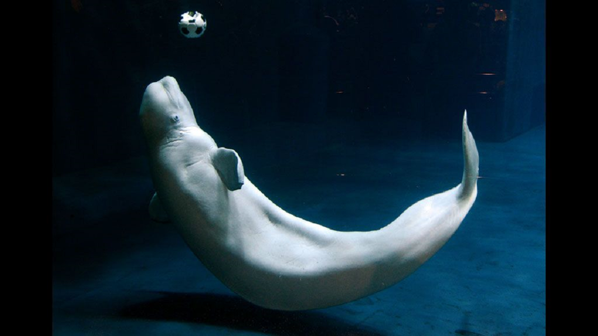 Free Bella The fight to release a beluga whale from a South Korean