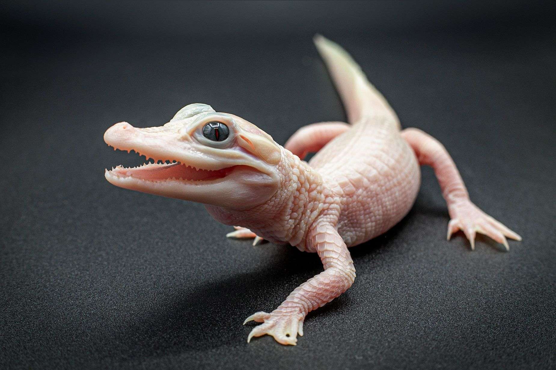 Extremely rare white leucistic gator born at Orlando park - Boston News, Weather, Sports - Vimarsana News