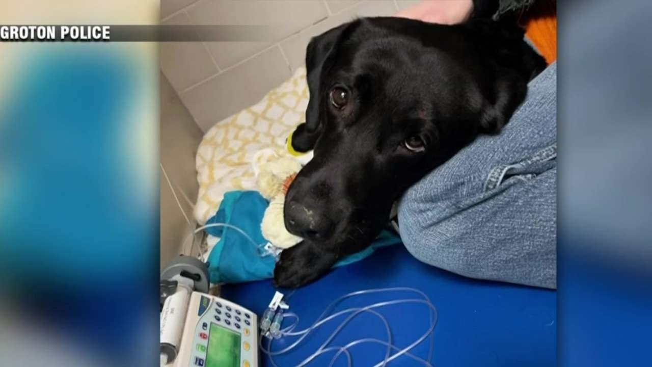 Good Samaritan recounts snapping into action to help Groton police K9 struck during hit-and-run - Boston News, Weather, Sports - Vimarsana News