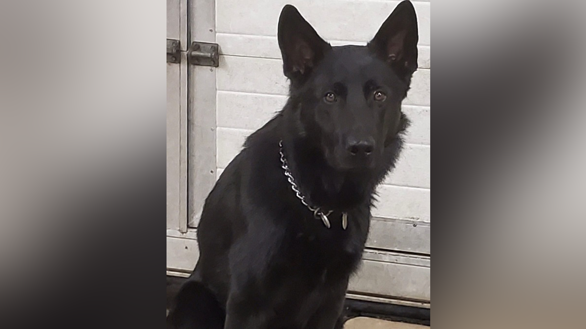 Connecticut police dog killed in shooting after state troopers tried to ...