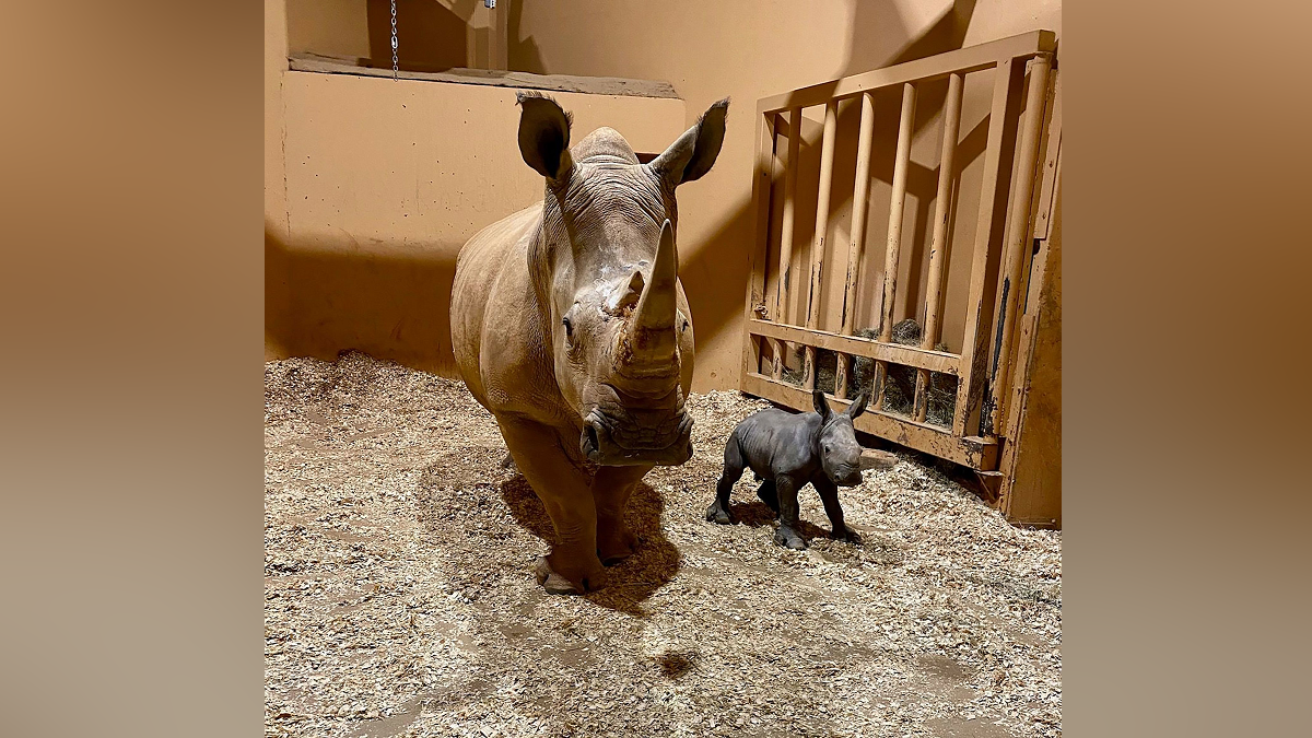The first southern white rhinoceros born in Atlanta’s zoo arrives on