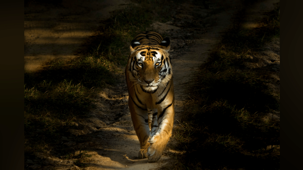 How Technology is Helping to Monitor Bengal Tiger Population in India