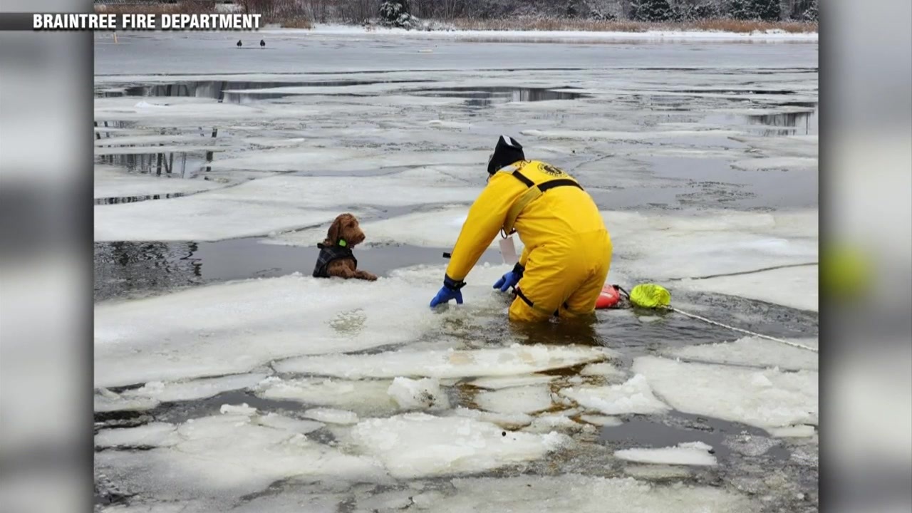 梅州消防队员成功救援狗狗，它在Fore River上的冰面上掉进了水中-波士顿新闻、天气、体育
