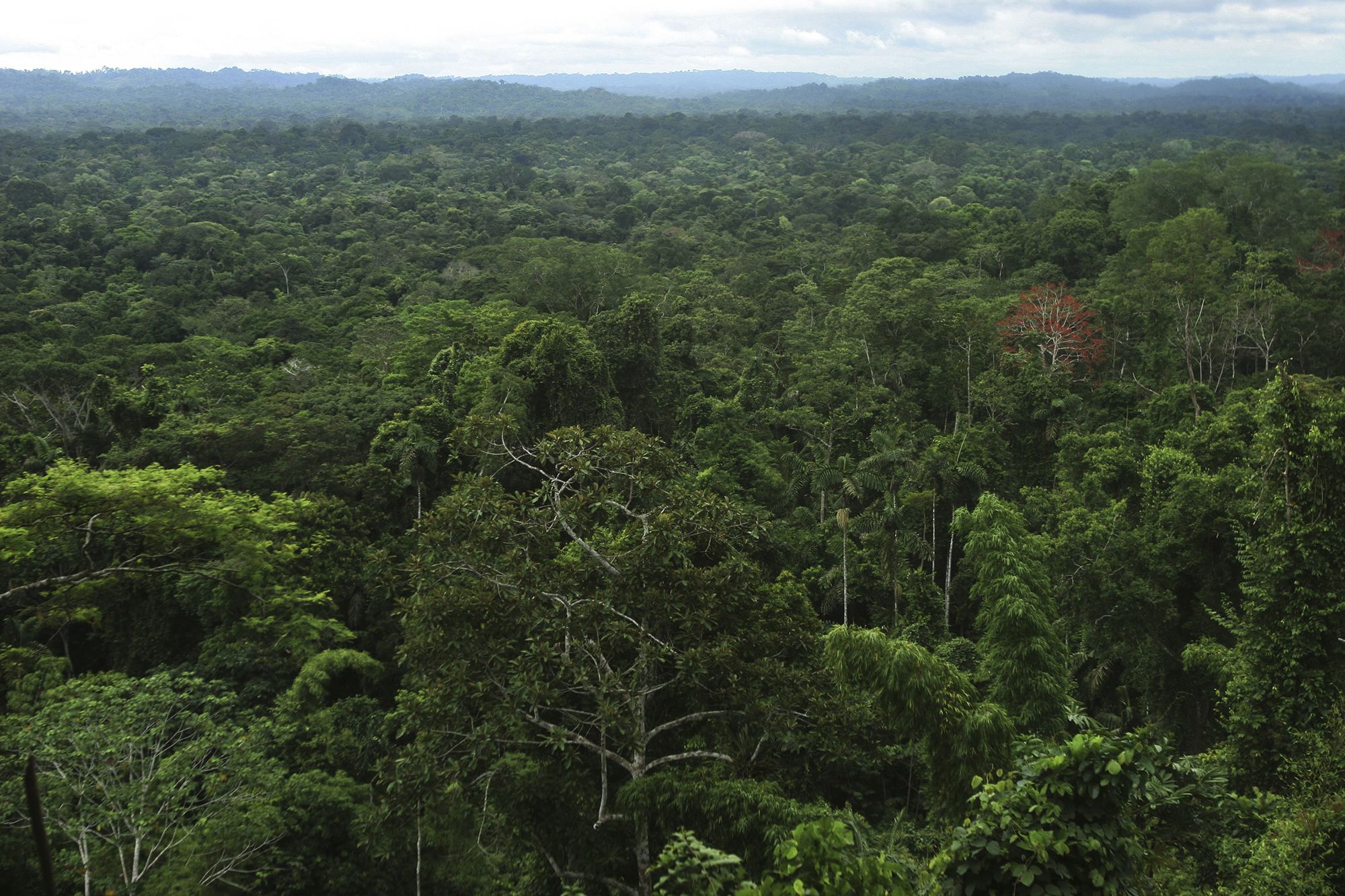 Huge network of ancient cities uncovered in the Amazon rainforest ...