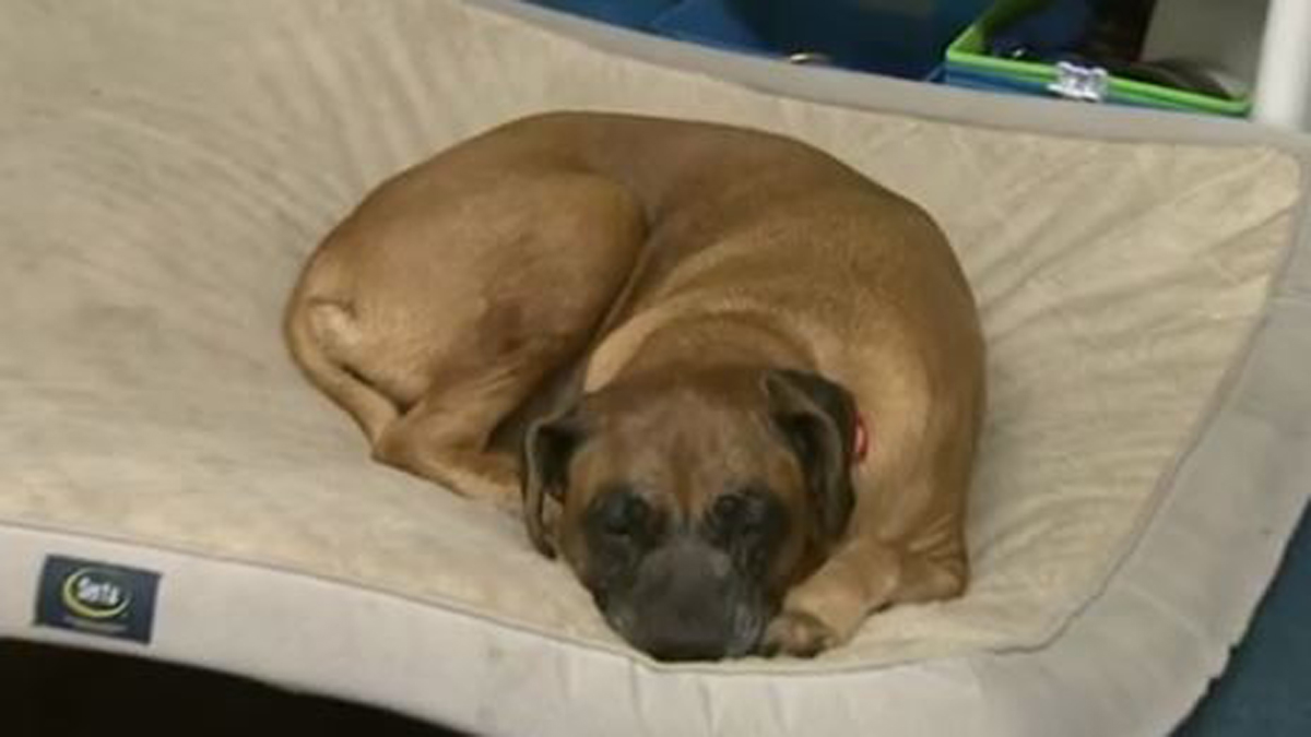 Investigation underway after dog with 13-pound tumor found tied to pole in Malden park – Boston News, Weather, Sports