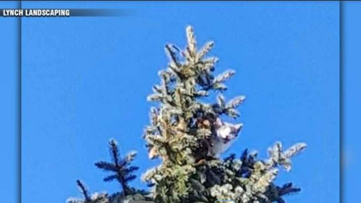 Sudbury tree crew rescues kitten trapped in tall tree - Boston News, Weather, Sports - Vimarsana News