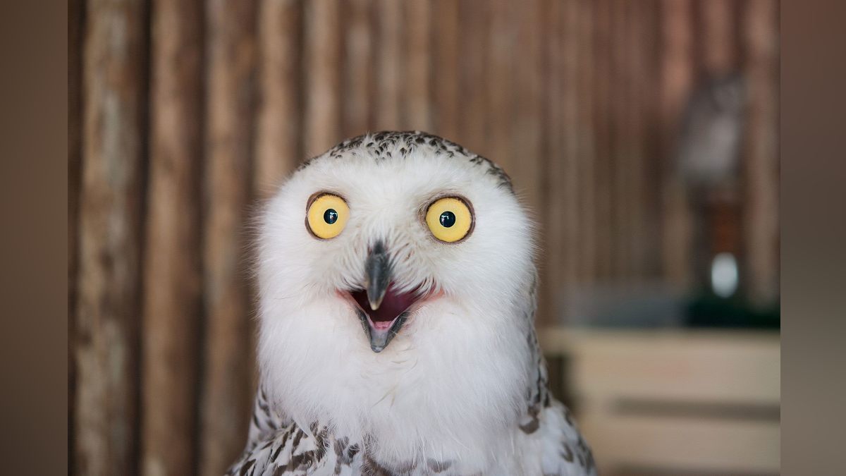 Owl photos are flooding the internet ahead of the Super Bowl. Here's why - Boston News, Weather, Sports - Vimarsana News