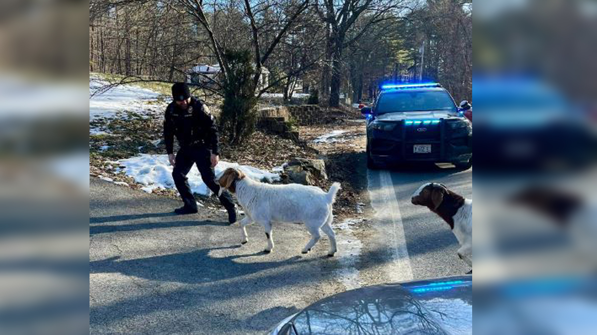 Pelham, NH police help round up goats blocking the road Boston News