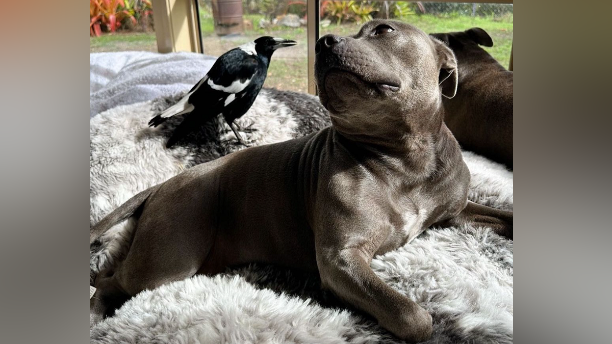 A dog and a bird formed an unlikely friendship. Their separation has infuriated followers