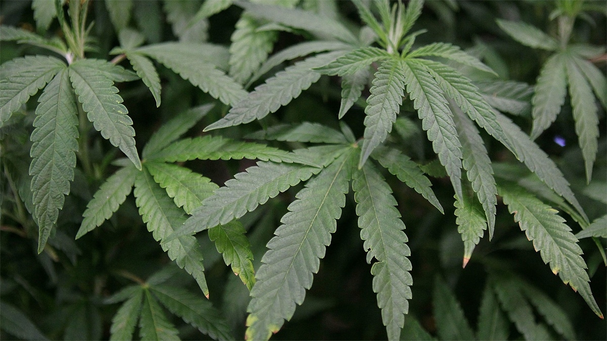 DOJ plans to move to reschedule marijuana as a lower-risk drug - Boston News, Weather, Sports - Vimarsana News