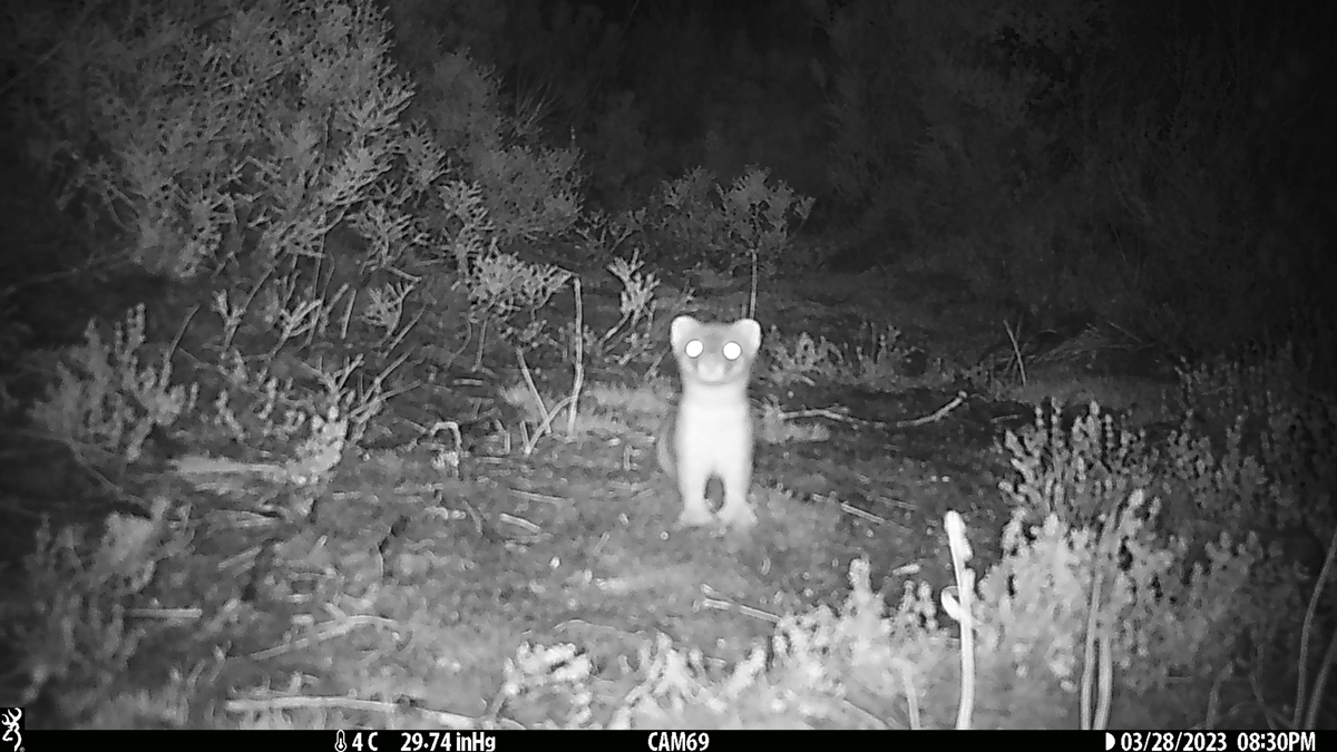 Why one country spent a small fortune to kill a single, elusive, furry predator - Boston News, Weather, Sports - Vimarsana News