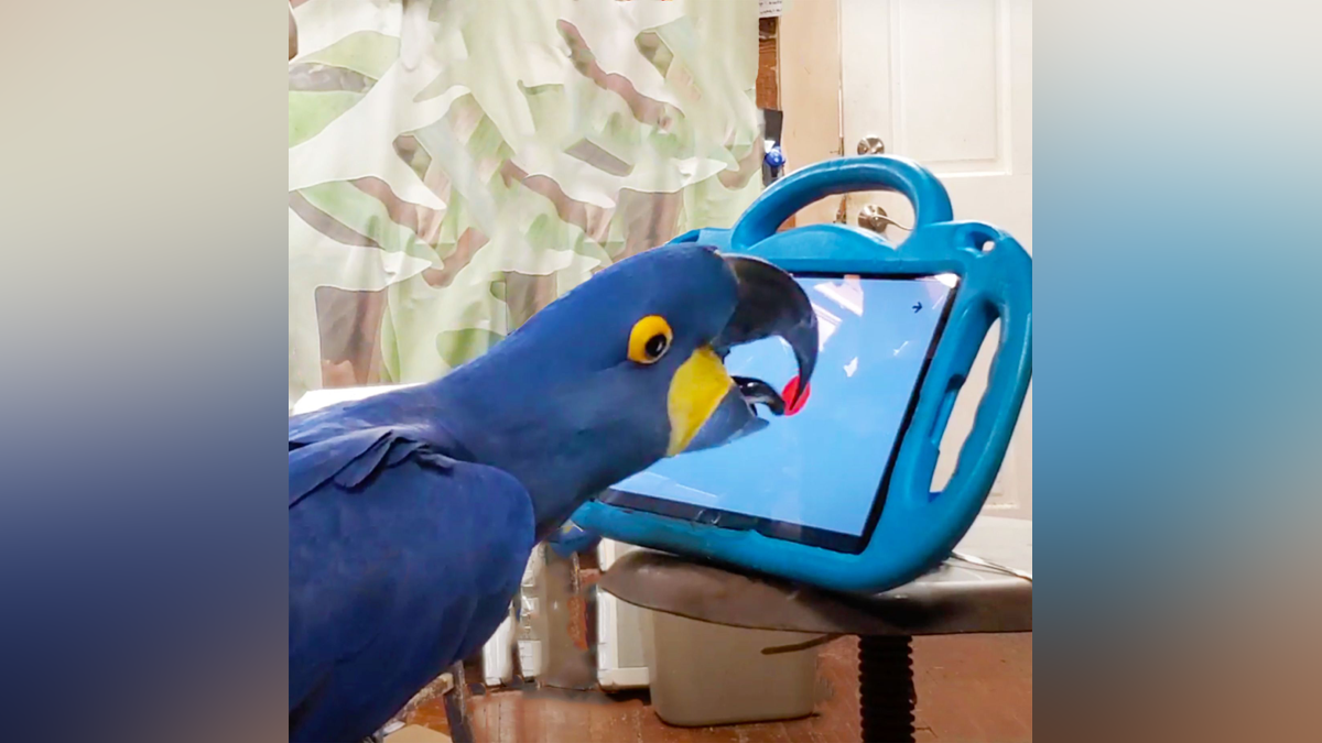 Parrots can play mobile games for enrichment. Now researchers are studying  how to design a bird-friendly tablet - Boston News, Weather, Sports | WHDH  7News