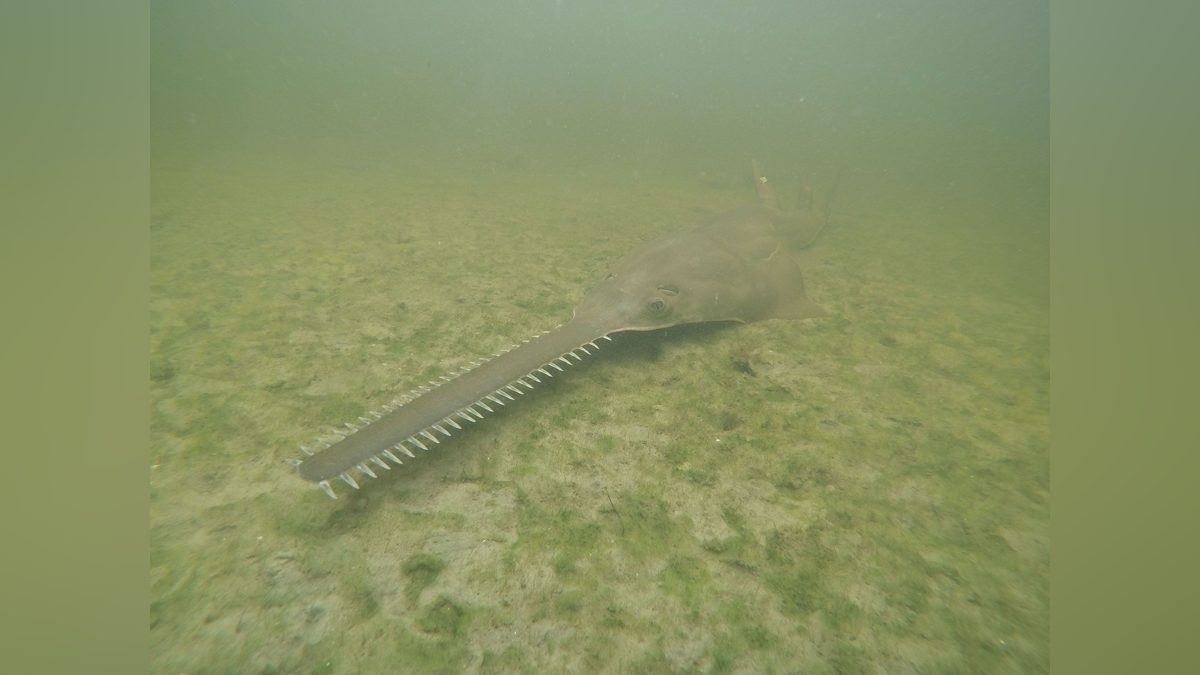 Six rare sawfish deaths in 7 days have scientists baffled amid bizarre ...