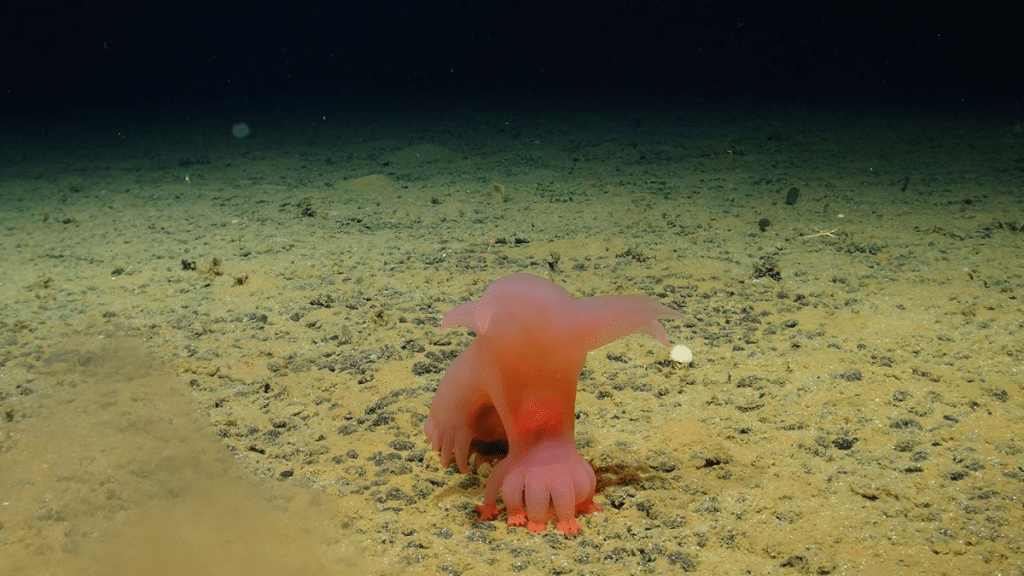 Deep-sea expedition captures stunning images of creatures in Pacific ...