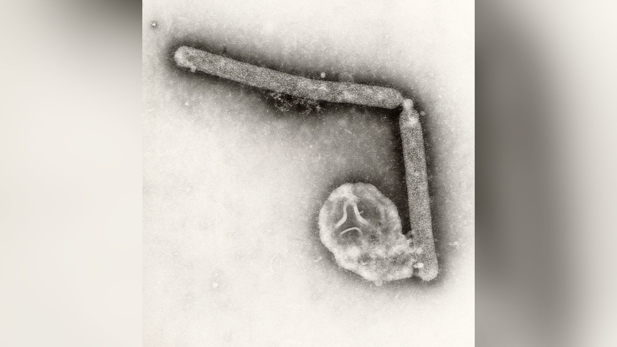 Response to bird flu outbreak is 'robust,' CDC says, although risk to public remains low - Boston News, Weather, Sports - Vimarsana News