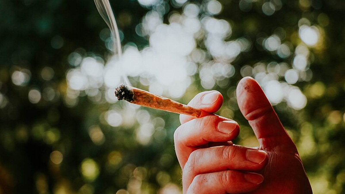 4/20 grew from humble roots to marijuana's high holiday - Boston News, Weather, Sports - Vimarsana News