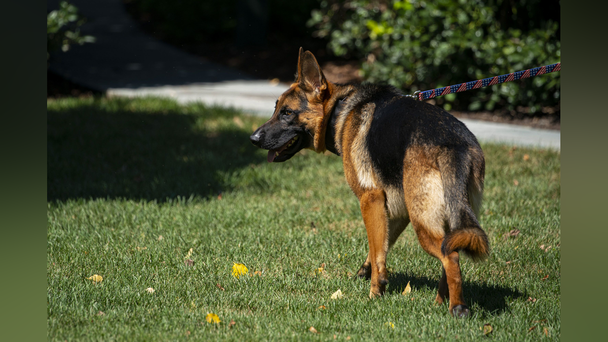 Noem suggests Biden’s dog Commander should suffer a similar fate to