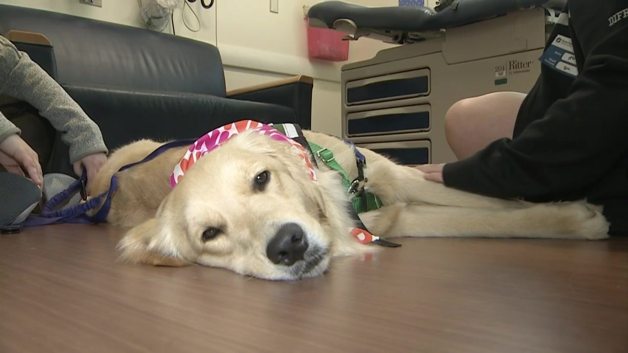 Golden retriever brings joy to cancer patients at Dana Farber - Boston