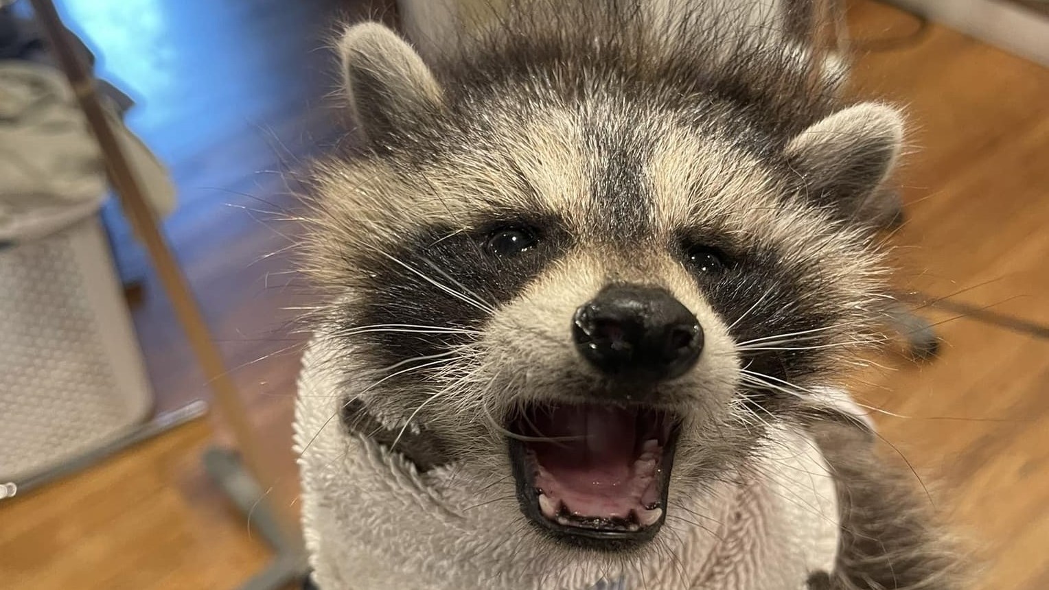 Orphaned baby raccoon rescued from car wheel well in Dedham - Boston ...