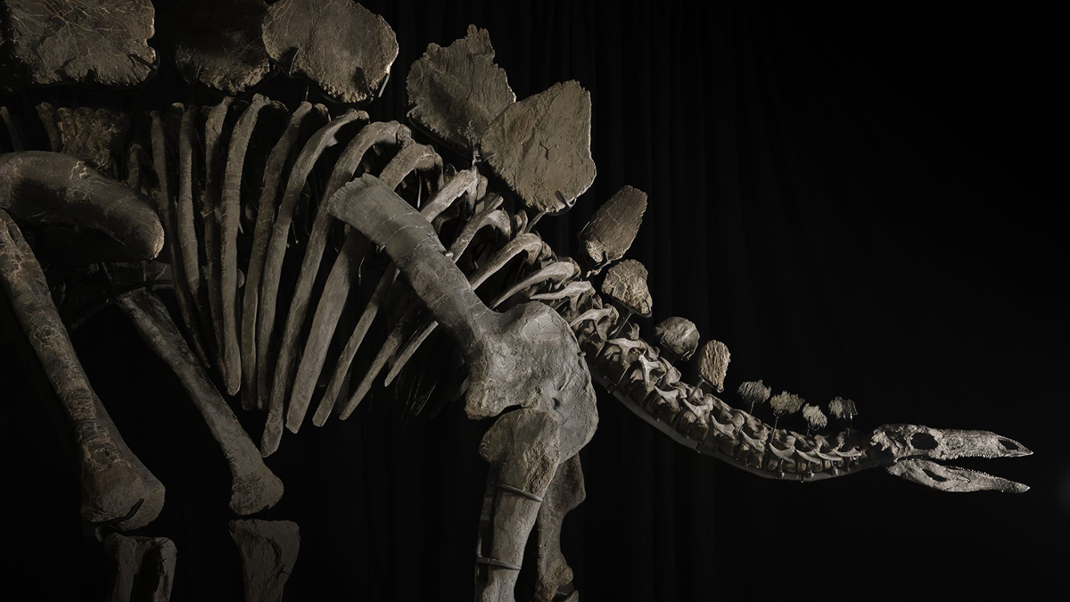 Dinosaur skeleton sets auction record, selling for 44.6 million