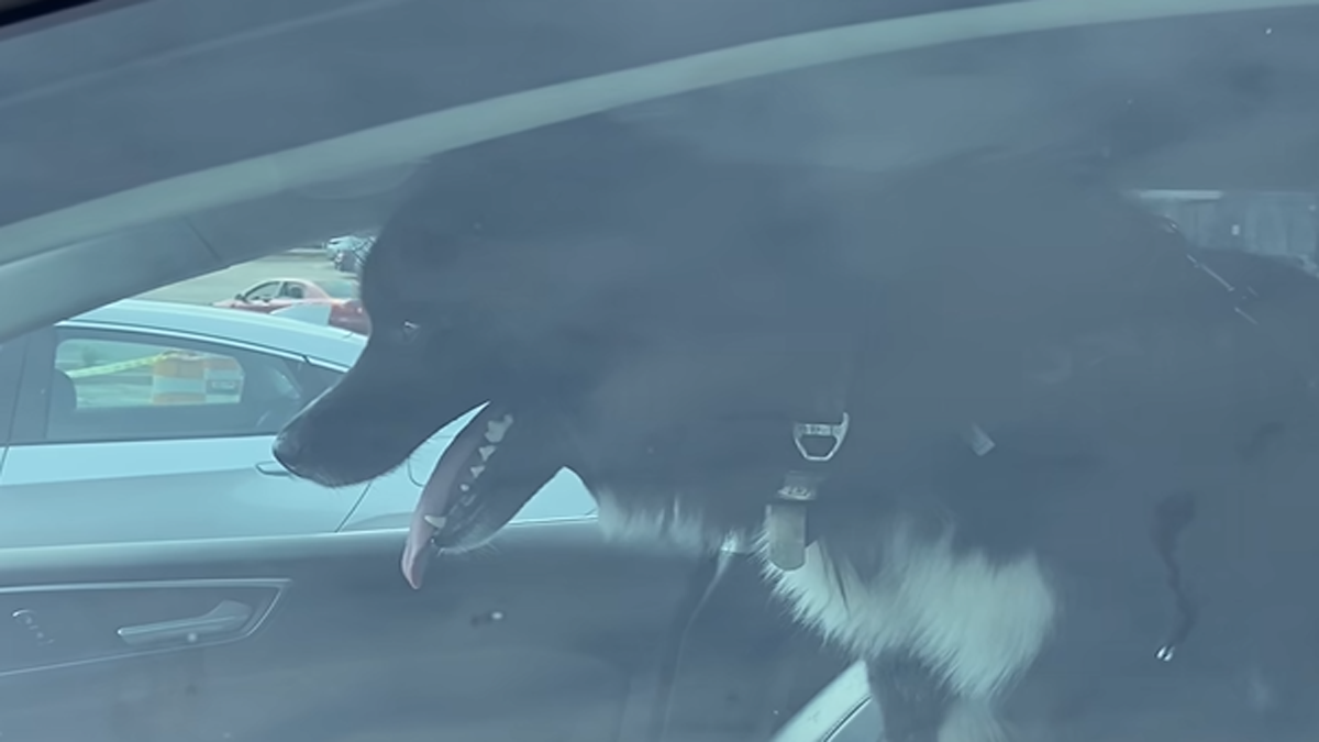 Dog owner cited for leaving husky inside locked car in Dedham - Boston