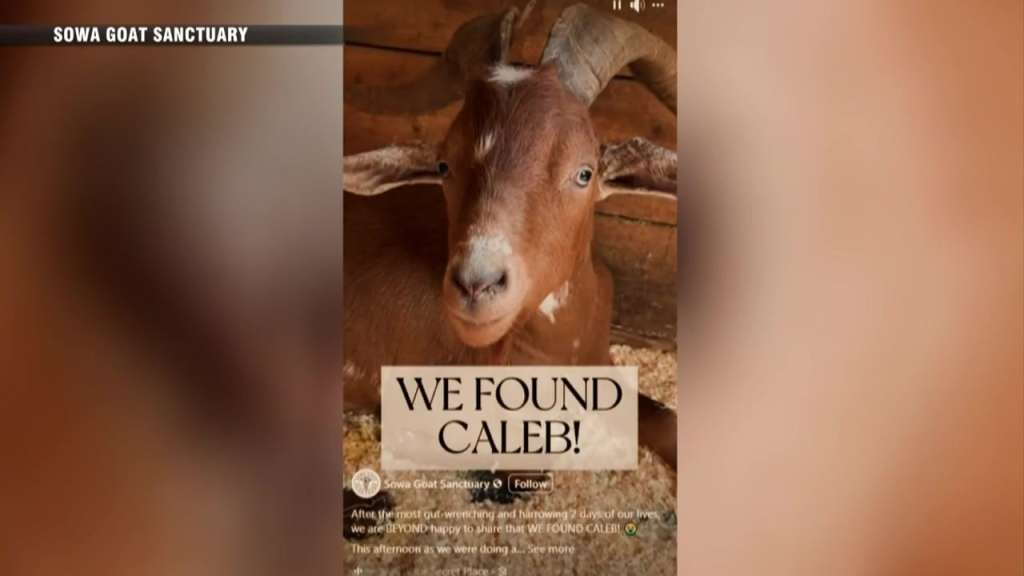 Missing Goat HARVARD, Mass. (WHDH) – Boston News, Weather, Sports | WHDH 7News