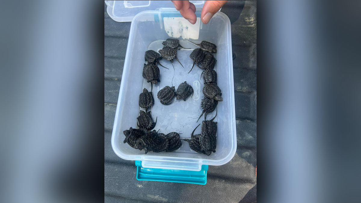 NH man charged after allegedly trying to sell wild snapping turtle ...