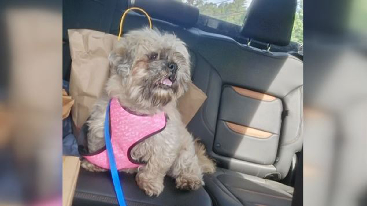 Beloved dog back home in NH after going missing for 2 months – Boston News, Weather, Sports