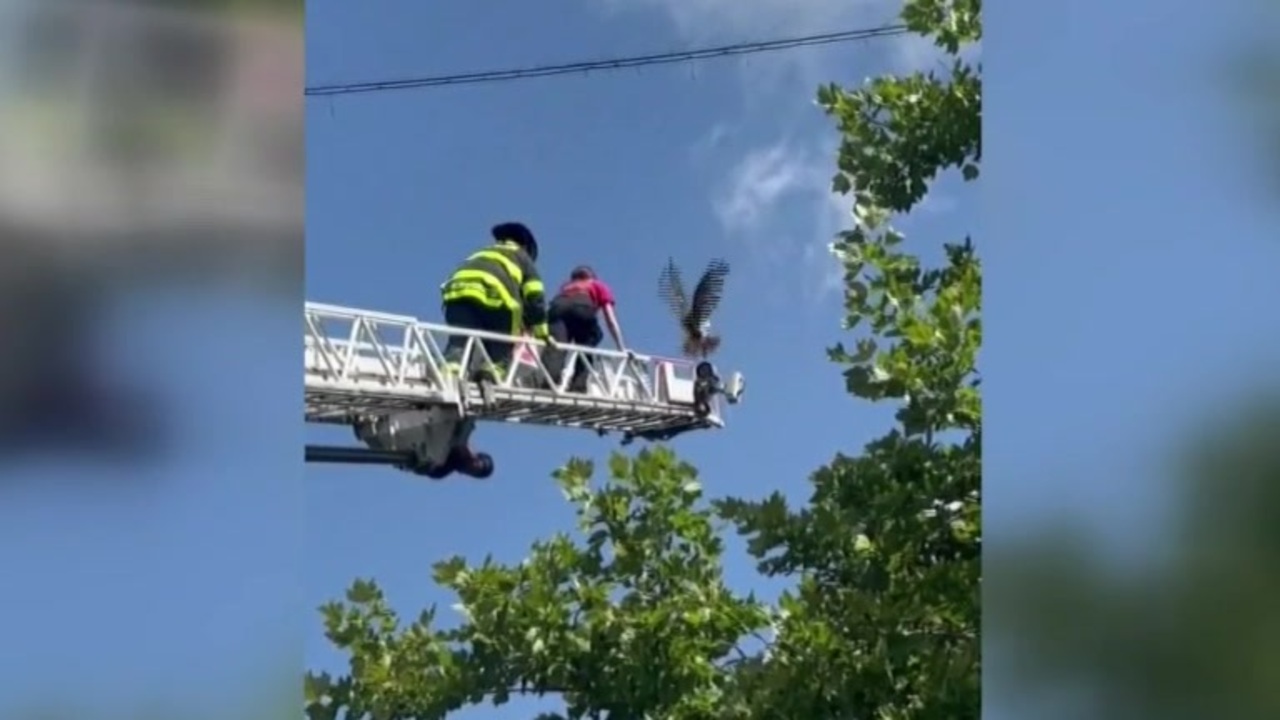 Hawk rescued by ladder after 12 hours stuck in netting at Newton golf