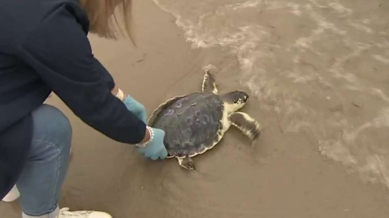 Sea turtles released off Cape Cod after rehabilitation at aquarium ...