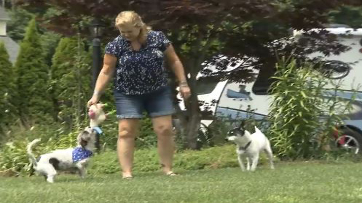 7 Investigates: Pet owners suddenly dropped from their insurance – Boston News, Weather, Sports