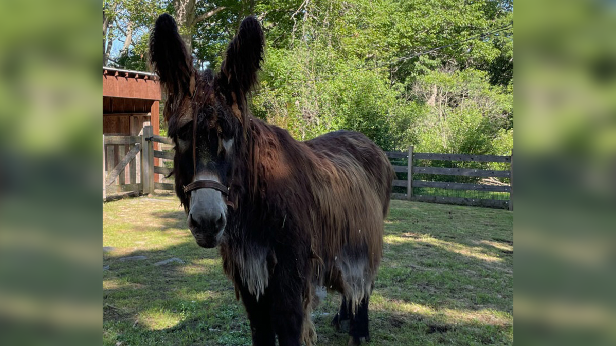 15-year-old Poitou donkey dies weeks after birth at Franklin Park Zoo – Boston News, Weather, Sports