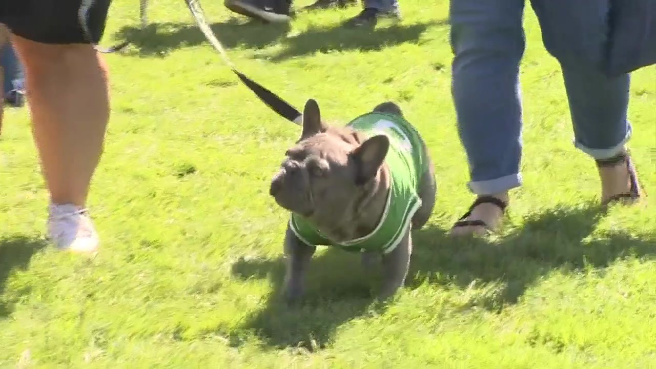 Somerville Dog Fest celebrates furry friends Boston News, Weather