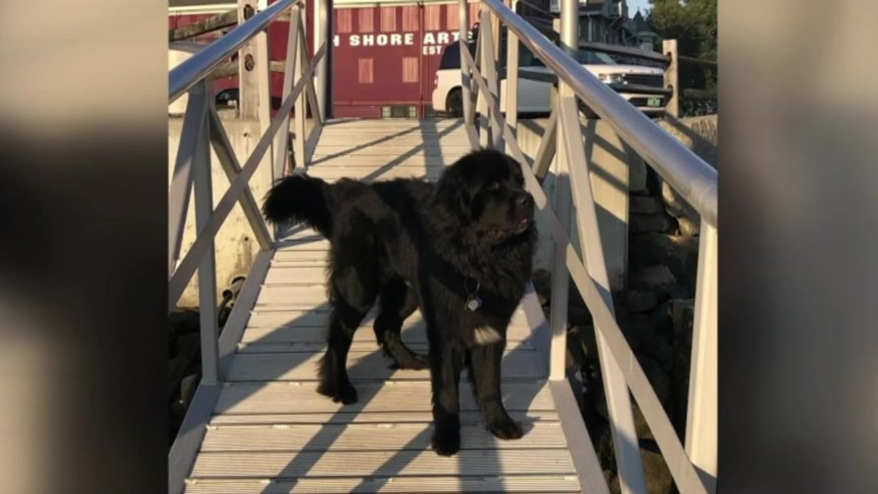 Police looking for driver who hit and killed dog while on walk in Manchester-by-the-Sea – Boston News, Weather, Sports
