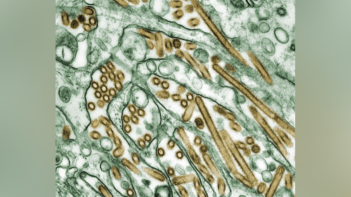 H5N1 bird flu identified in pig for first time in United States ...