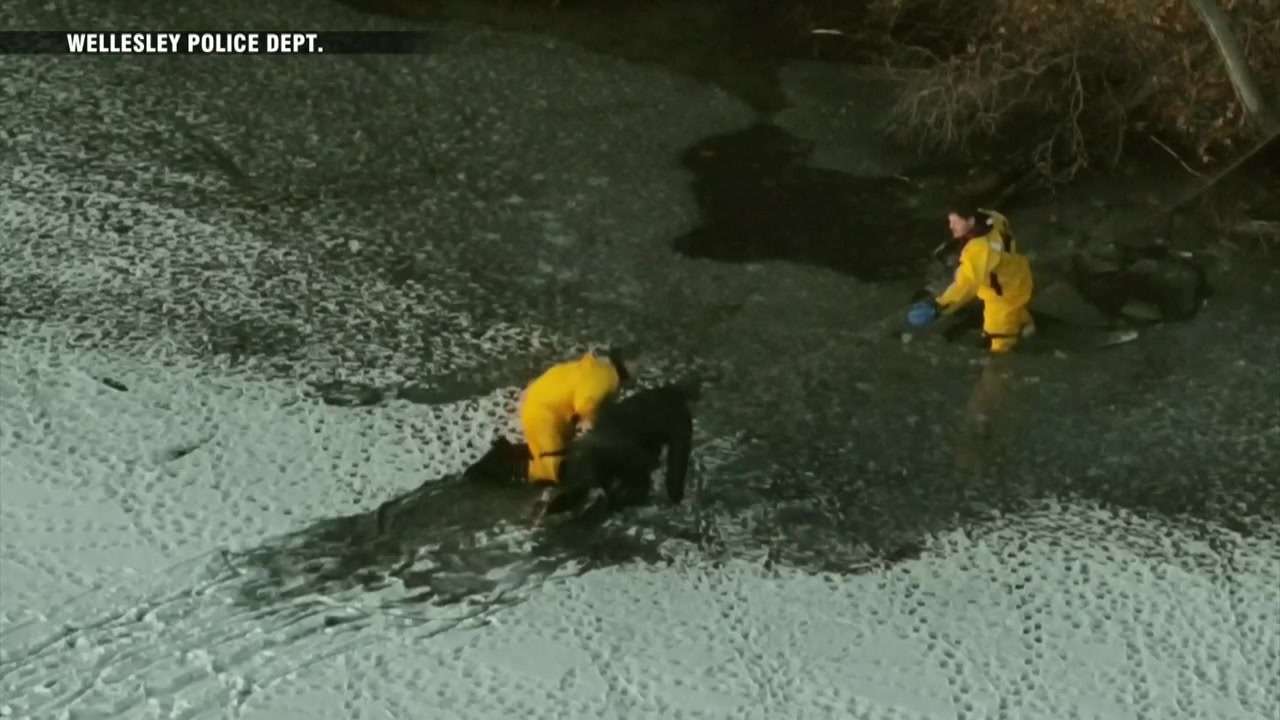 Crews rescue man, dog who fell through ice in Wellesley - Boston News ...