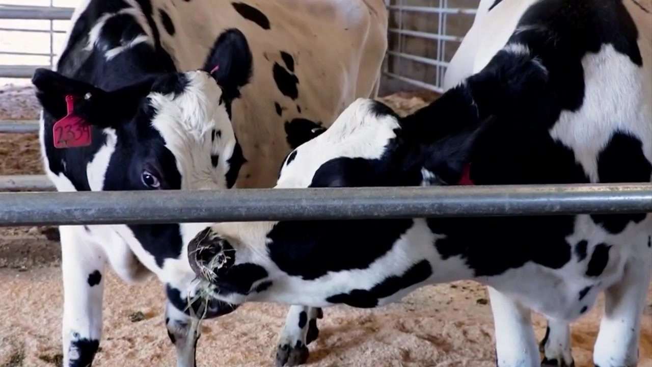 Second type of bird flu detected in US dairy cows - Boston News ...