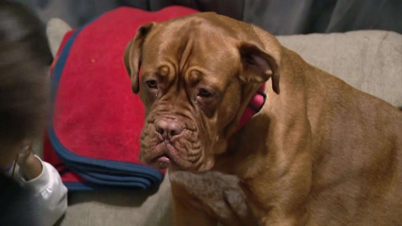 New Bedford dog healing after being shot in her backyard by a pellet ...