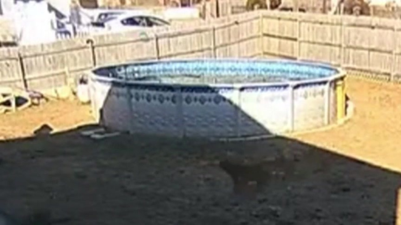 New Bedford woman arrested in connection to animal cruelty case Boston News, Weather, Sports