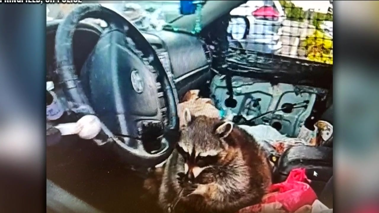 He's playing with a meth pipe': Ohio traffic stop yields racoon