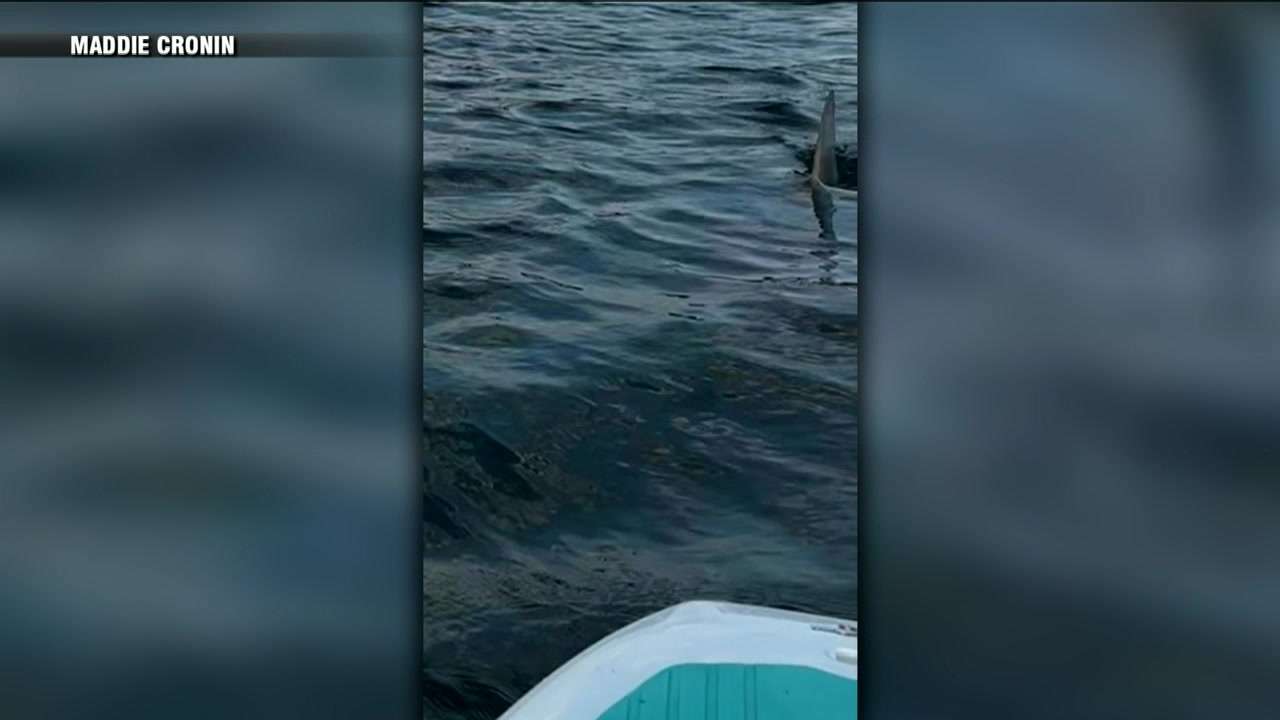 Paddleboarders Snap Shark Encounter, Name It 'Steve'